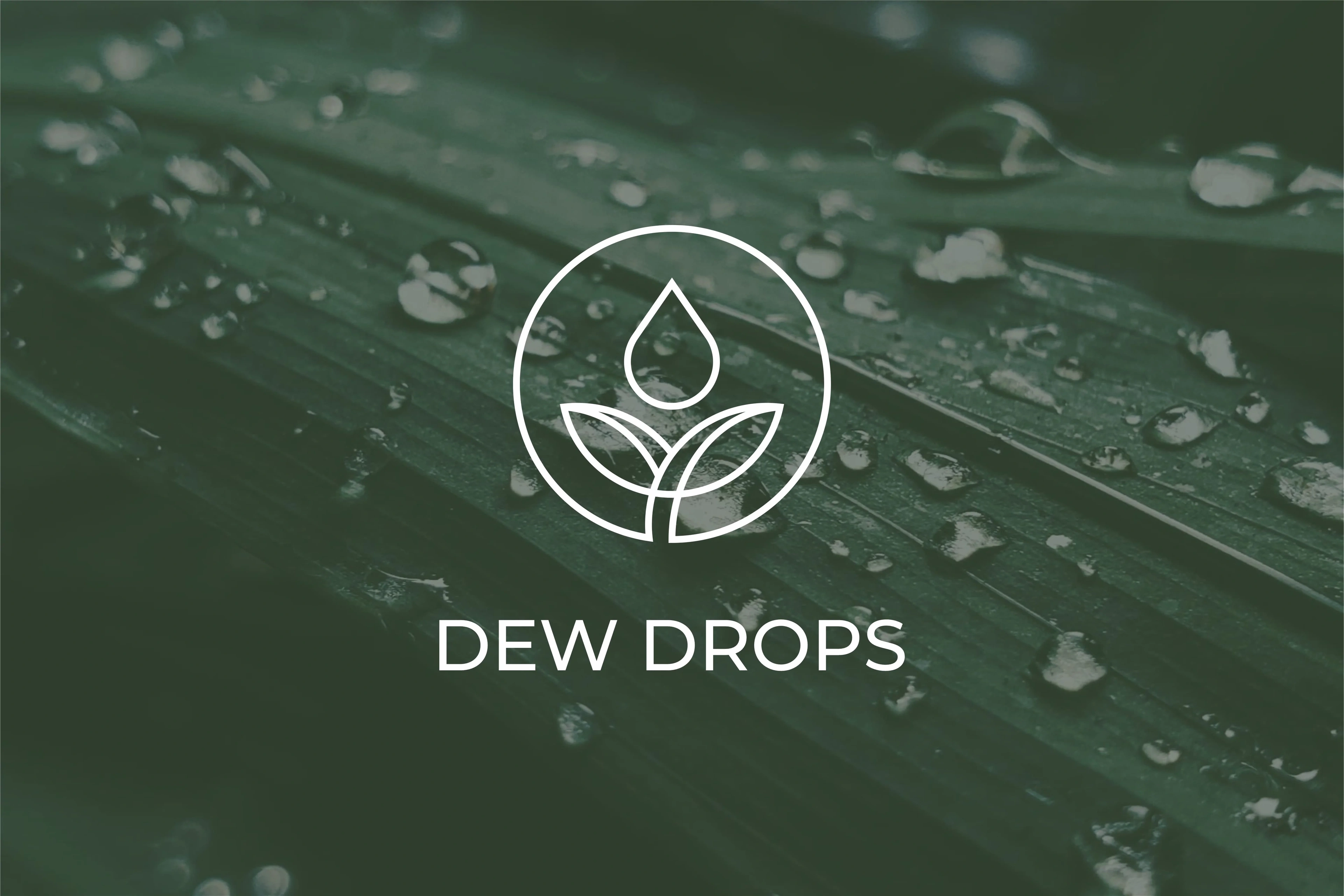 Dew Drops logo, a water drop above leaves in a circle, over a green leaf covered in water droplets